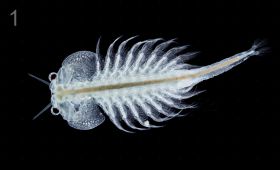 Рачок кормовой Артемия Салина \ Feed the crustacean Artemia Salina