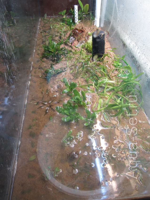 Запуск земельного аквариума на 240л - Завершенная посадка растений.
