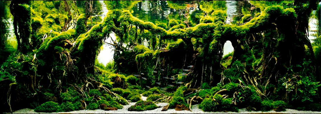 6. Yoyo Prayogi - INDONESIA - The Forbidden Forest