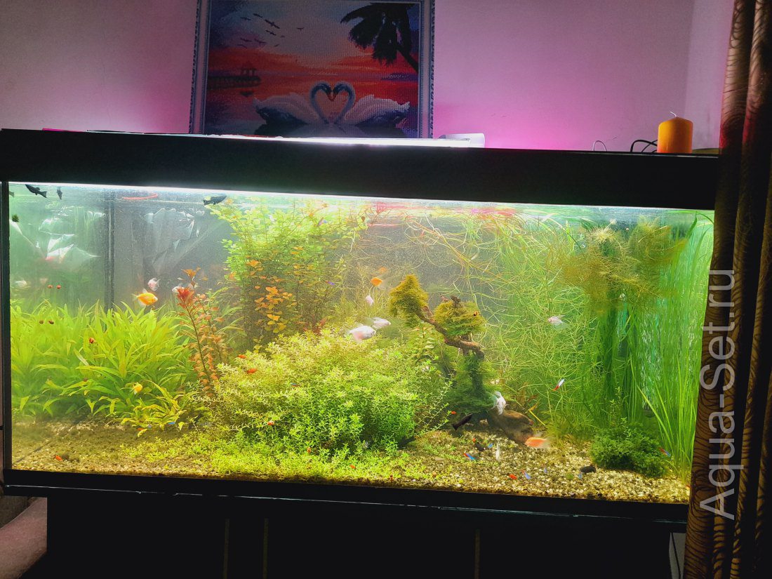 Мой аквариум (rz6aul)