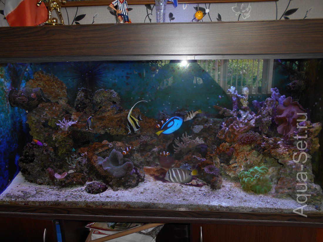 Мой аквариум (krpn)