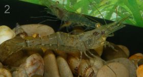 Куплю "Стеклянная Креветка" - Palaemonetes paludosus (Ghost Shrimp/Glass Shrimp)