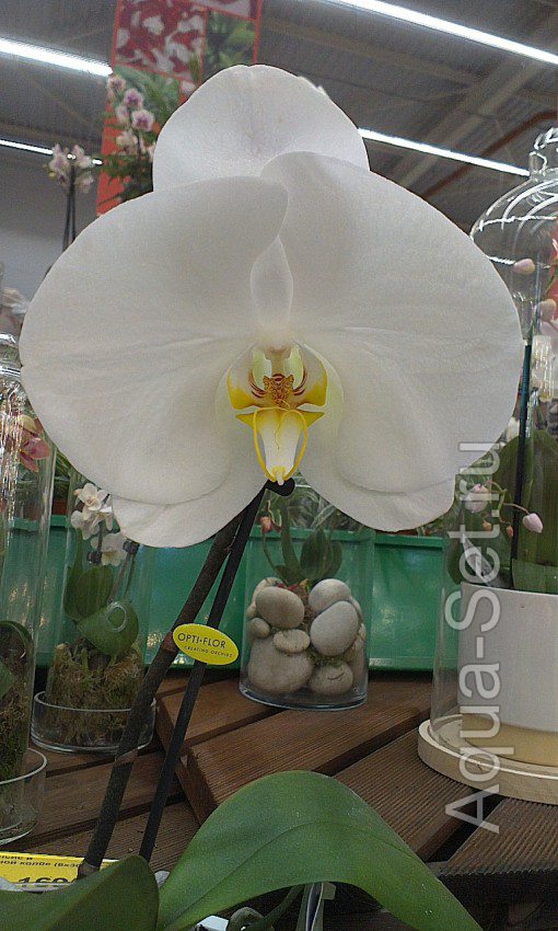 Орхидеи , необычные фото свои и из интернета .