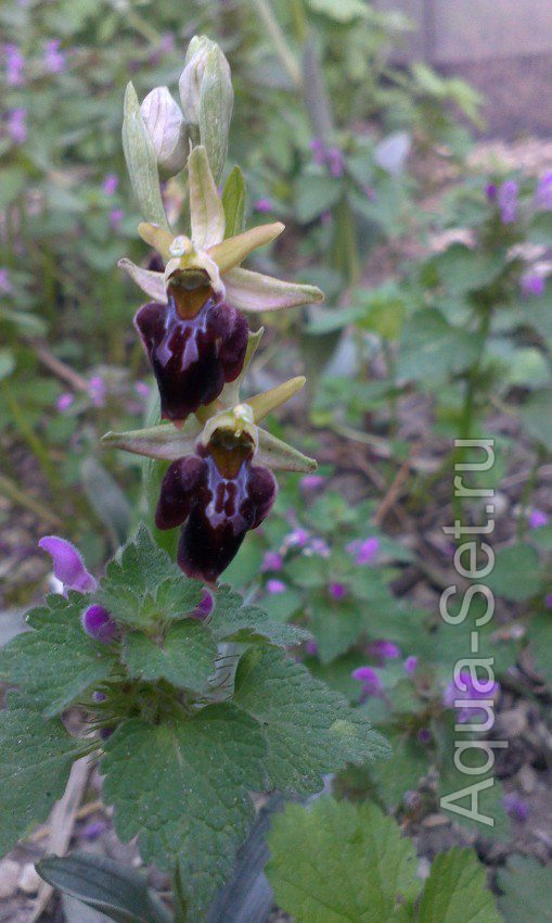Орхидеи , необычные фото свои и из интернета .