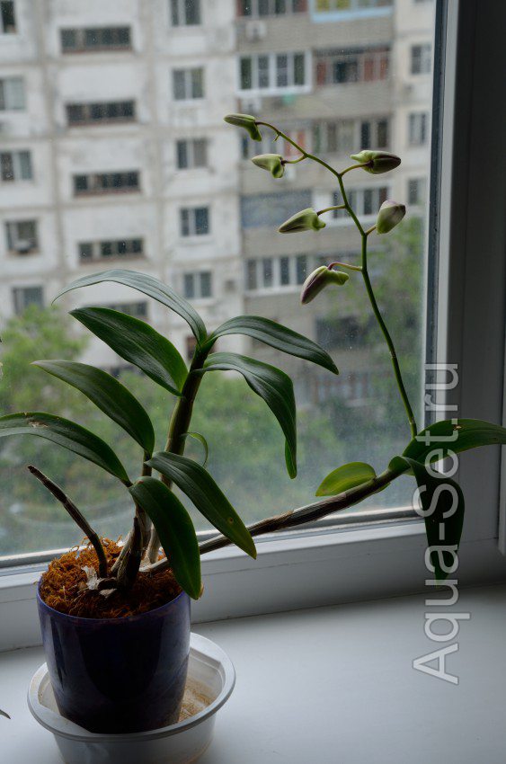 Моя орхидейка.