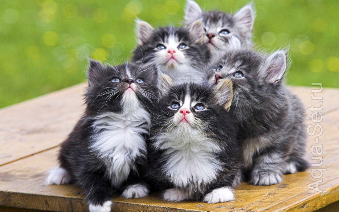 Фото: Котята, Кошки и Коты.