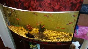 Продам срочно аквариум 300 литров с оборудованием, рыбками, тумбой. (Москва)