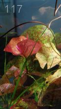 Аквариумные растения, креветки, рыбки от Эдуарда