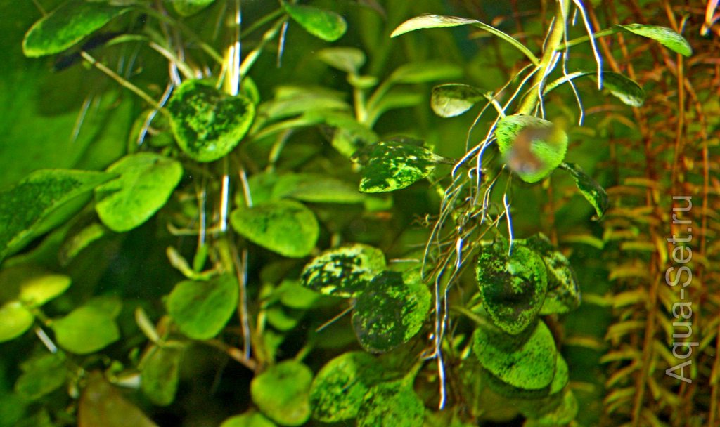 профилактика водорослей в аквариуме при помощи перекиси