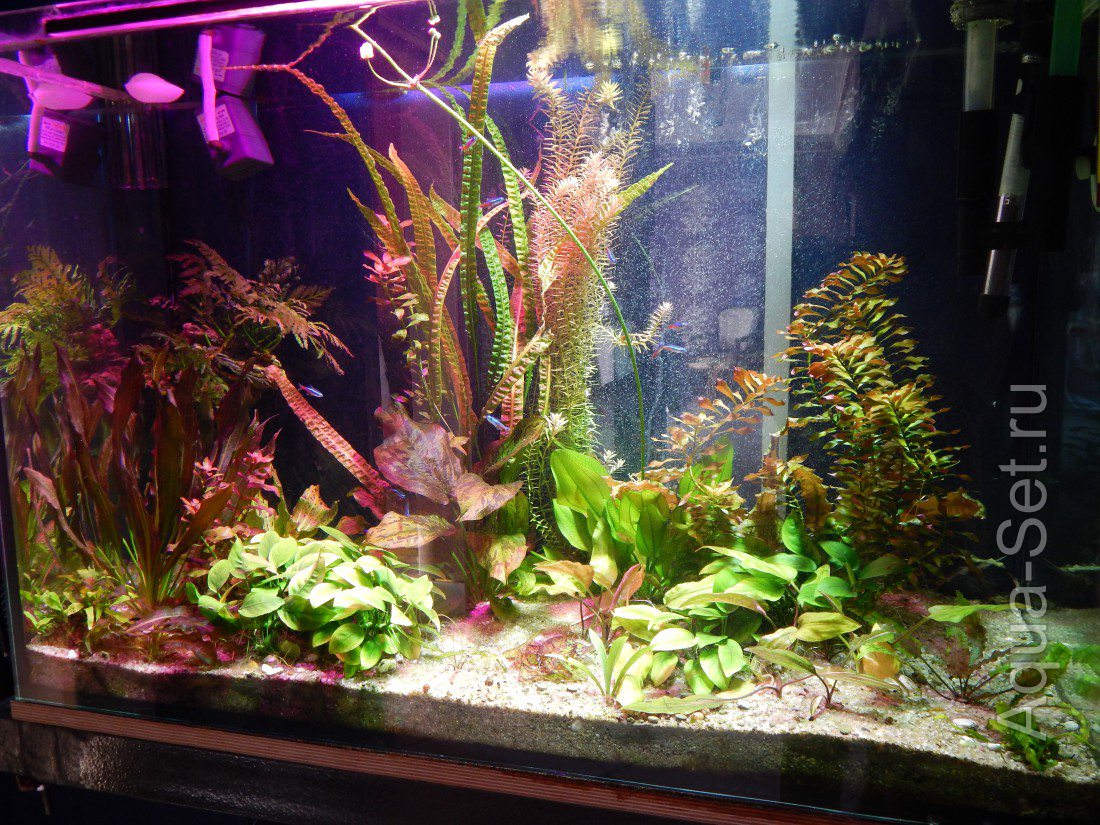 Мой аквариум (Франческа)
