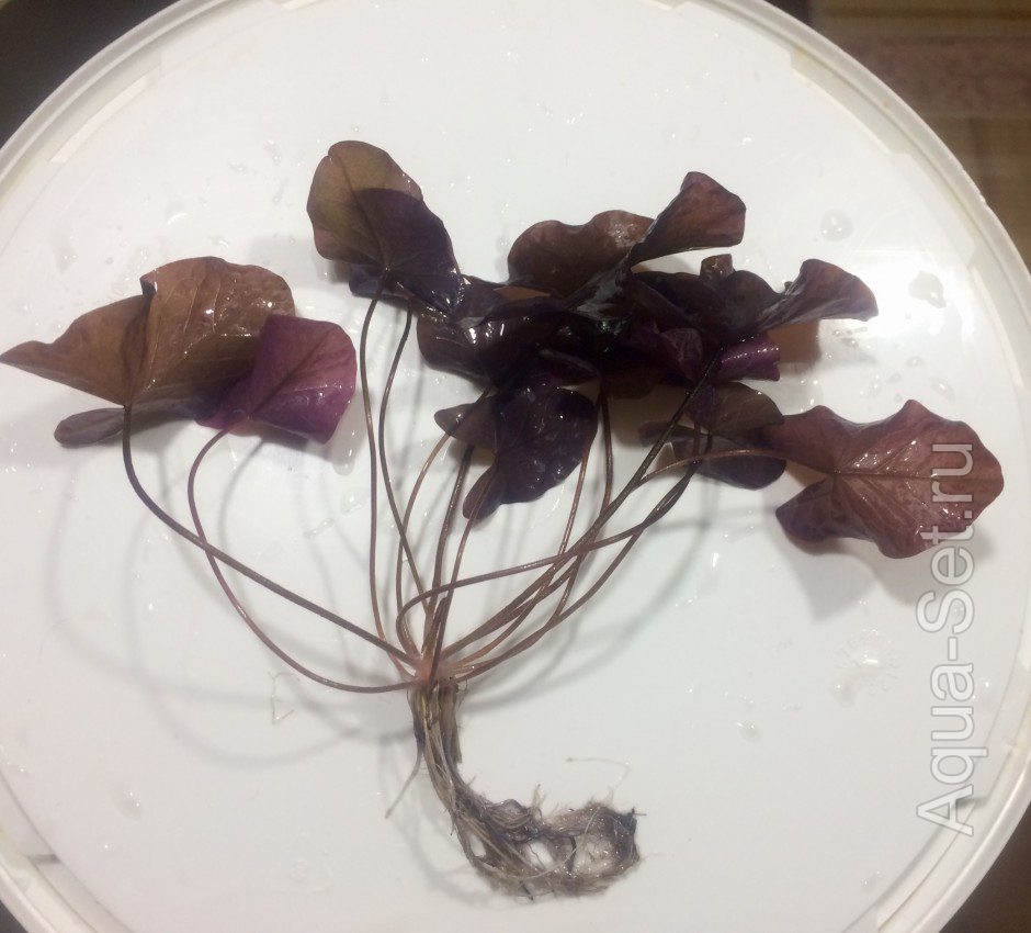 Аквариумные растения от Seabird (2)