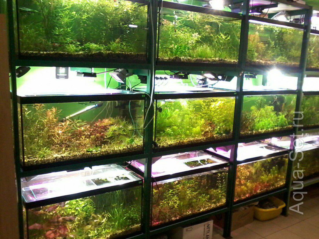 Продам новые интересные аквариумные растения