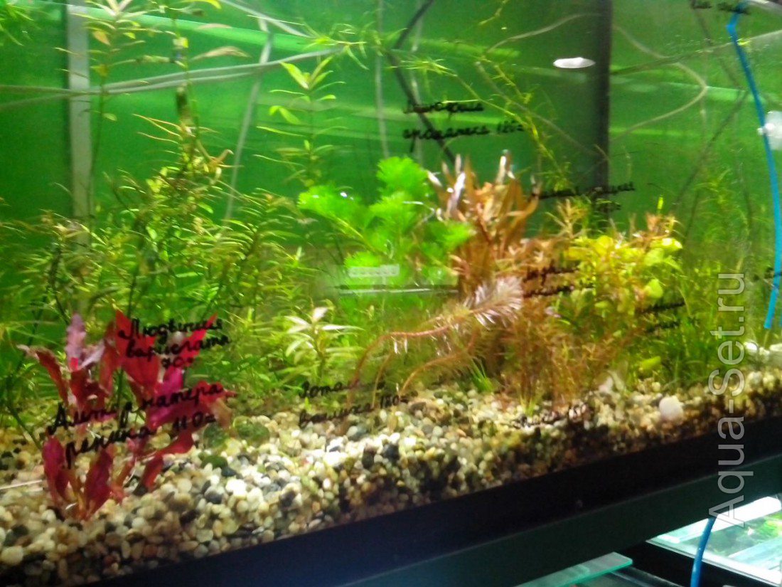 Продам новые интересные аквариумные растения