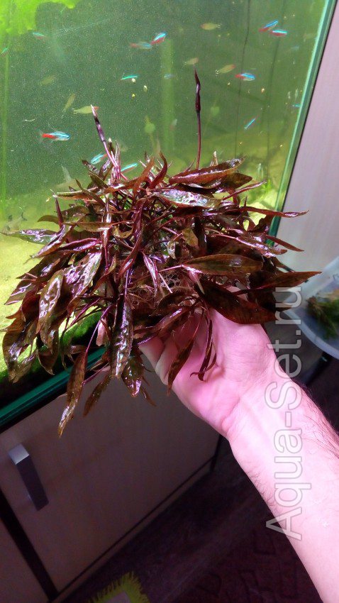 Растения после проплки на продажу/обмен от Fedor
