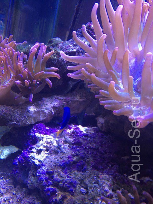 актиния морской аквариум