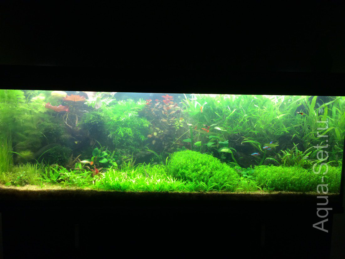 Мой аквариум(MV82)