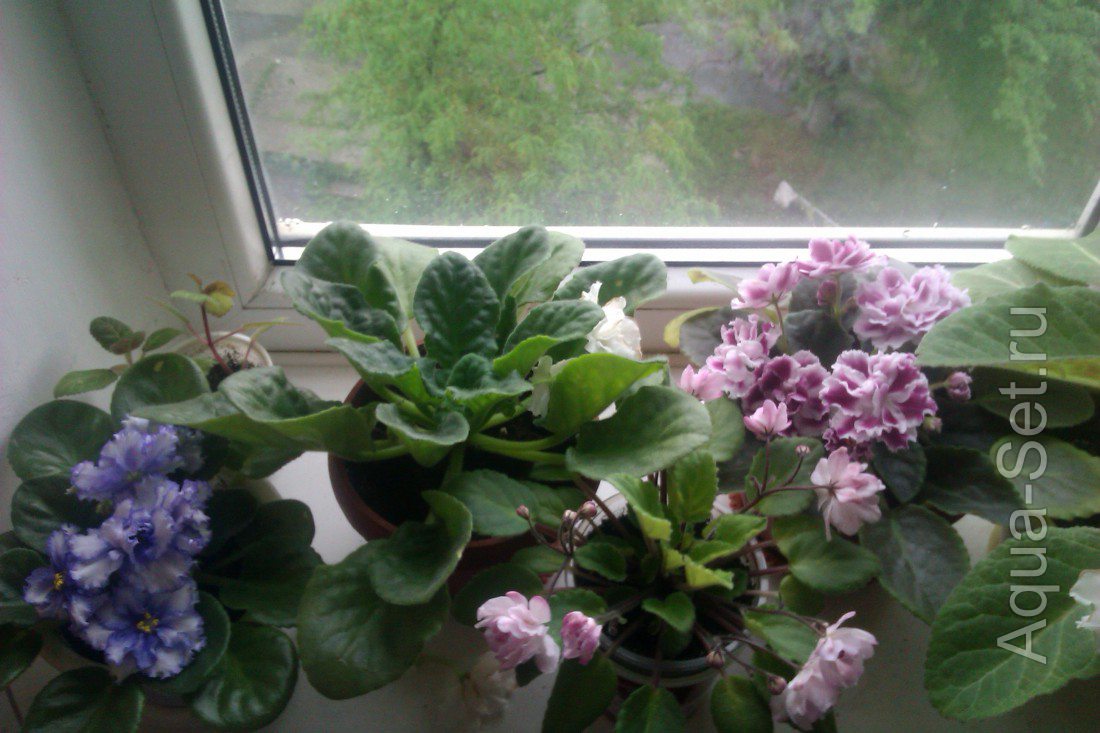 Мои растения в квартире и на лоджии