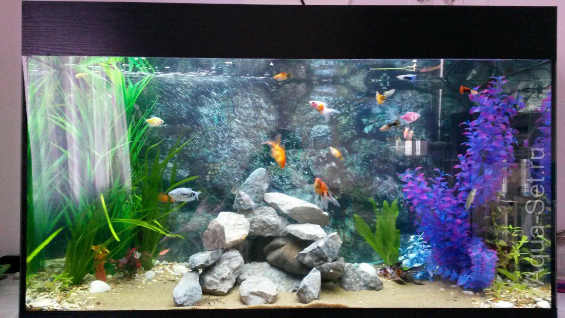 Мои аквариум 200 литров (sadphoto)