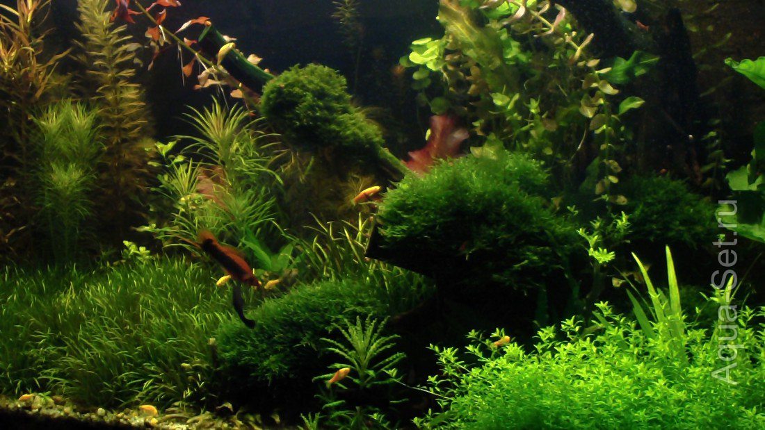 Мой аквариум в Новороссийске (Аква500)