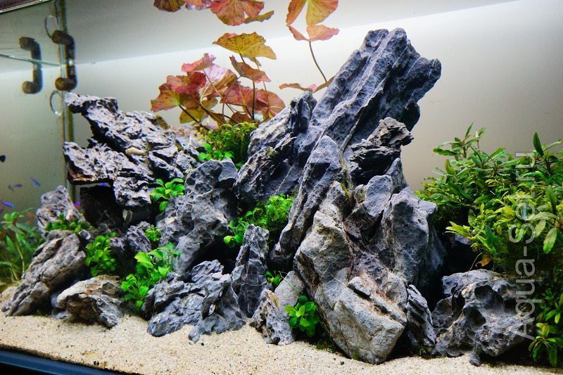 Японские красоты , в том числе и аквариумы !