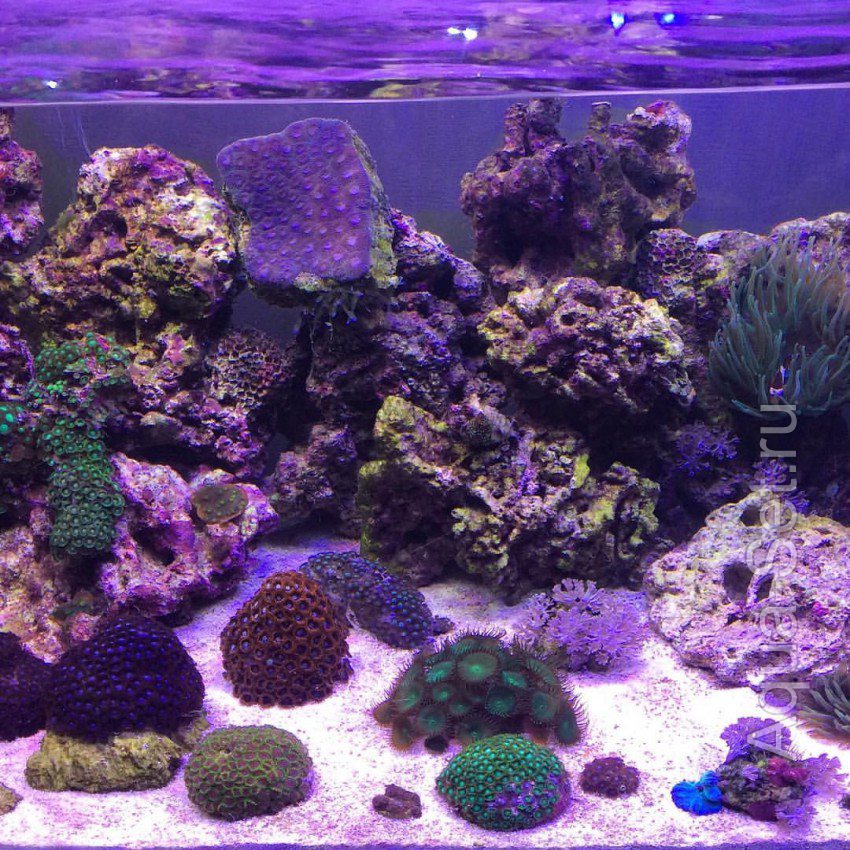 Морской аквариум. Живые камни, зонтики, актиниии, грибы