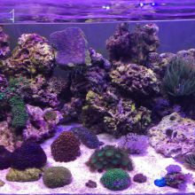 Морской аквариум. Живые камни, зонтики, актиниии, грибы