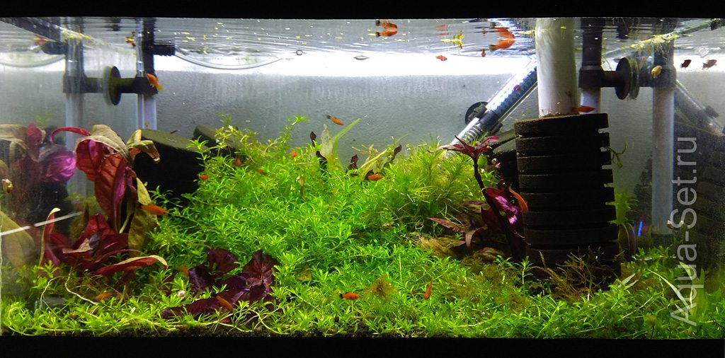 Аквариум с растениями на чистом осмосе без УДО (Mihai)