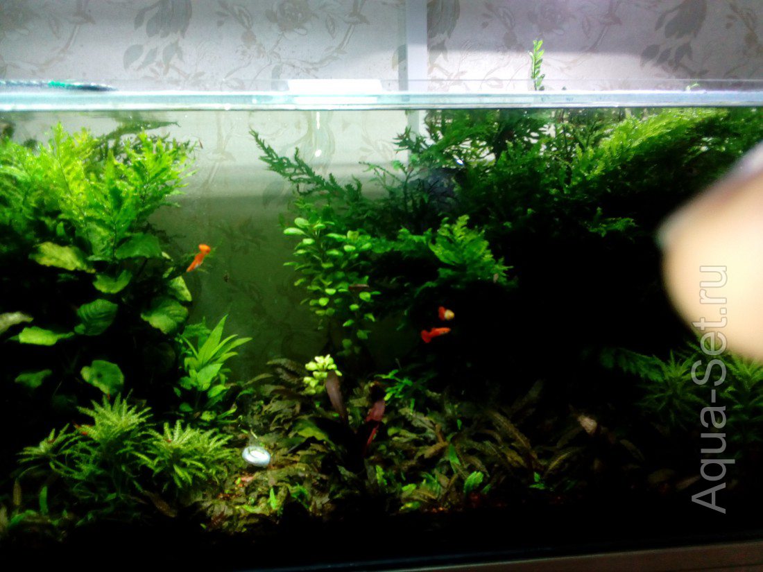 Мой аквариум 360л (taptiwka007)