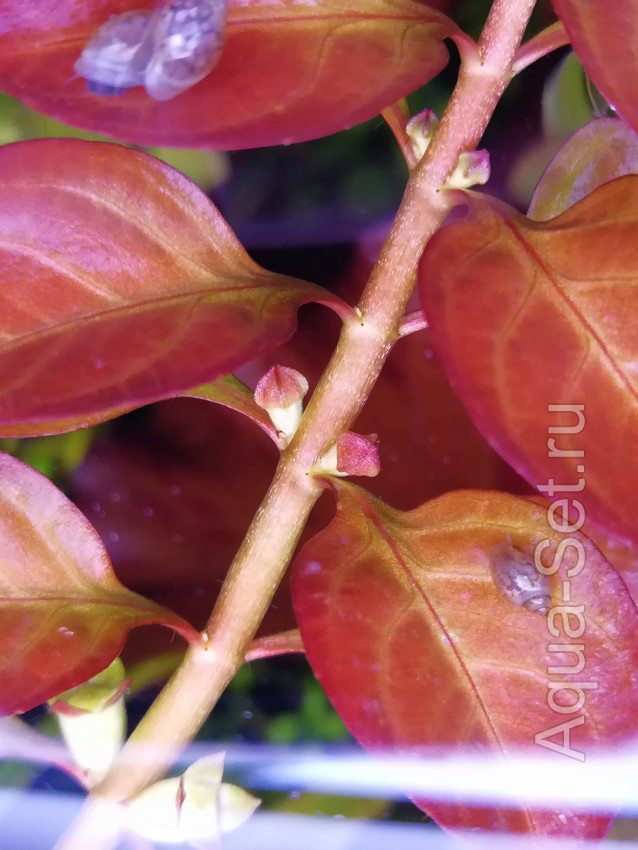 Людвигия 'Роза' (Ludwigia sp. Rose)