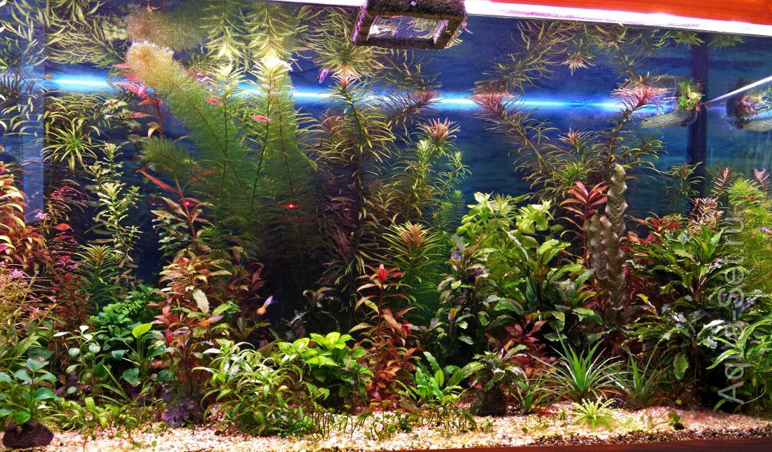 Мои аквариумы и проблемы, которые приходится решать (chayka48)