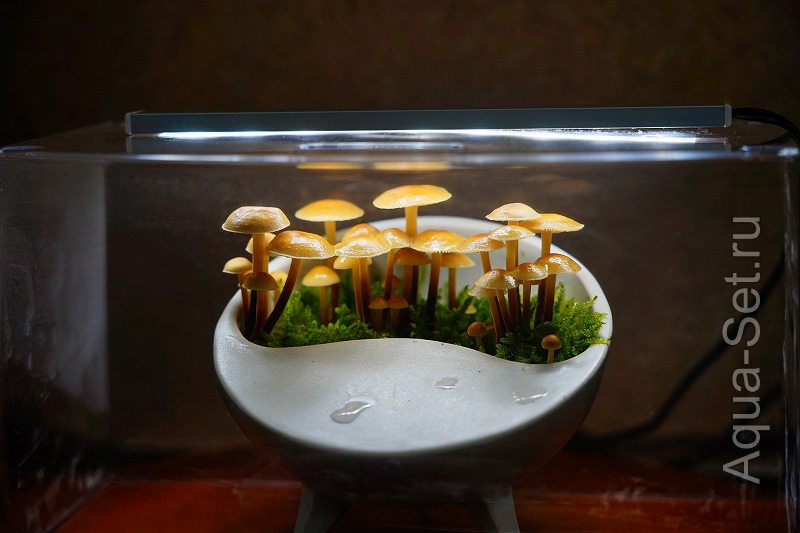 Японские грибные флорариумы :-)