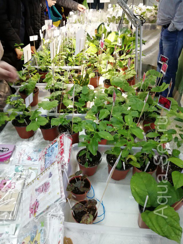 Выставка комнатных растений , март 2019 , Новороссийск