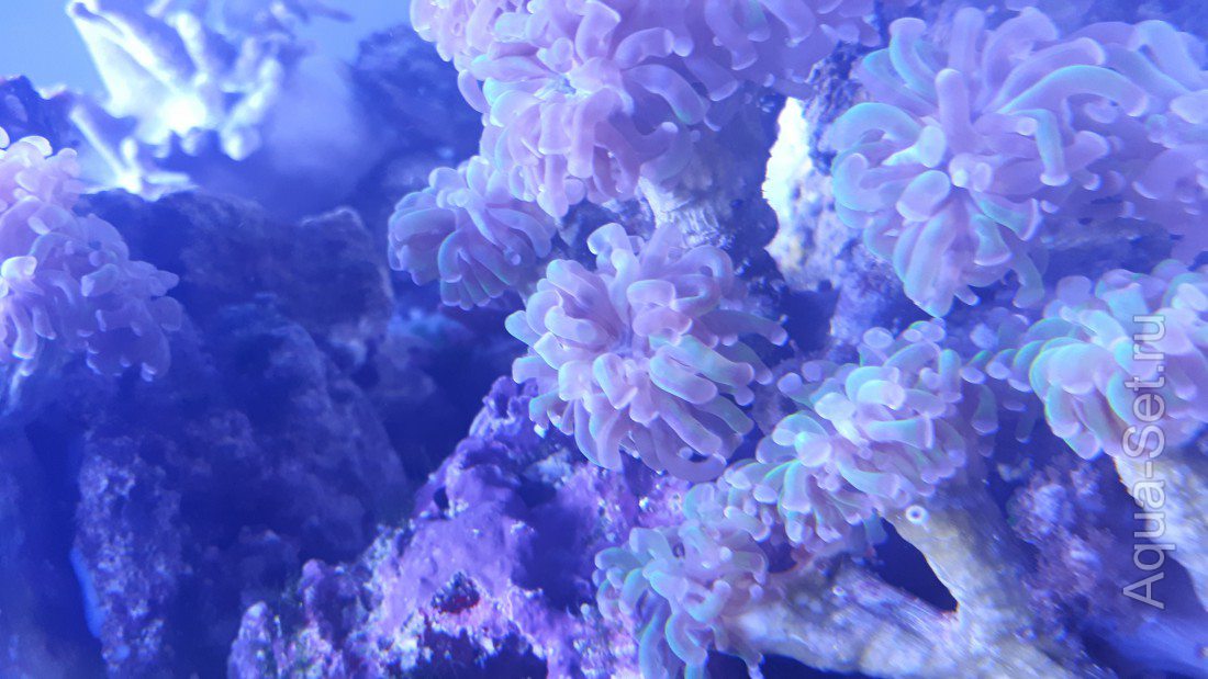 Кораллы и рыба