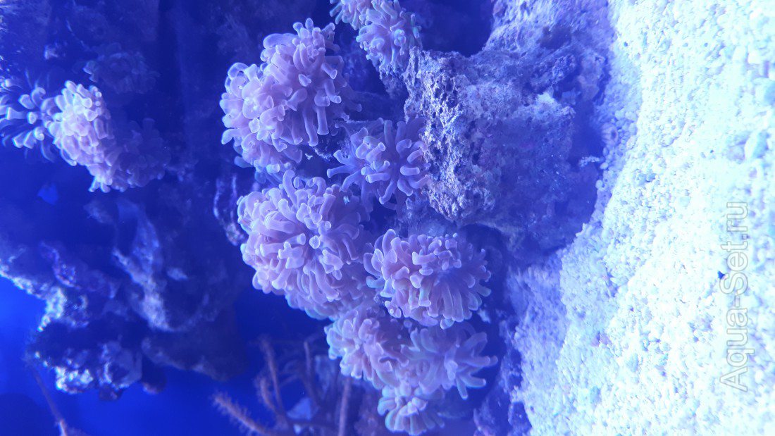 Кораллы и рыба