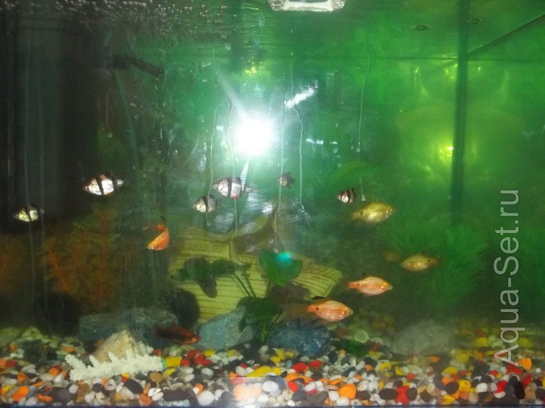 Помутнение воды в аквариуме