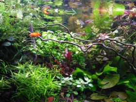 Растения - аквариумные, комнатные, палюдариумные