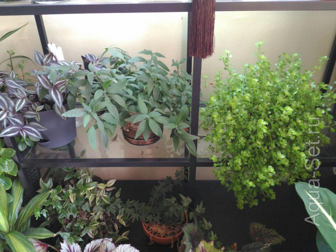 Растения - аквариумные, комнатные, палюдариумные