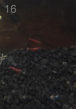 Вишневая креветка – Neocaridina heteropoda "Red Cherry"