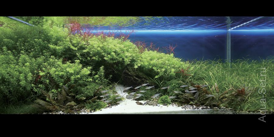 Самые красивые аквариумы IAPLC 2008г.