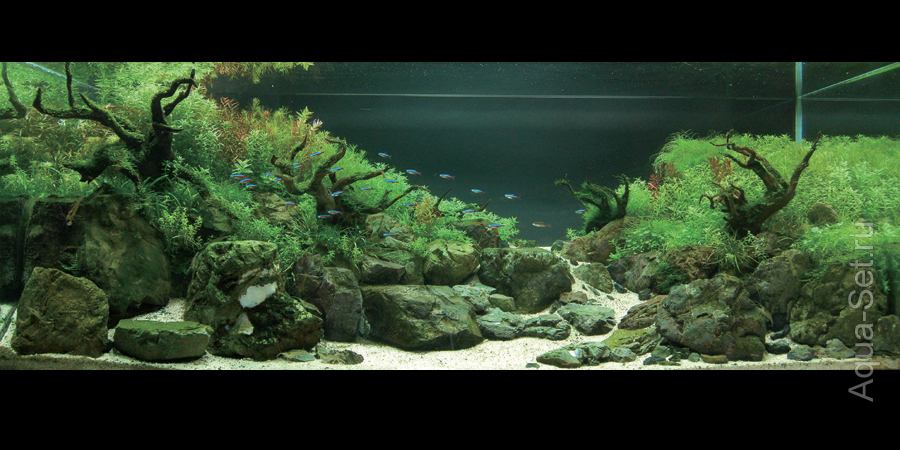 Самые красивые аквариумы IAPLC 2008г.