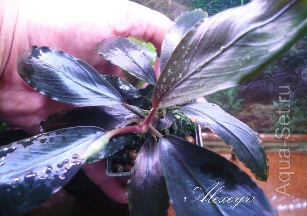 bucephalandra sp. Deep purple,Kapuas и папоротник продам
