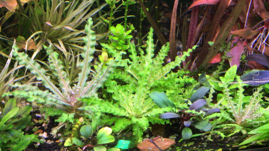Продажа аквариумных растений (akvarium_armavir)
