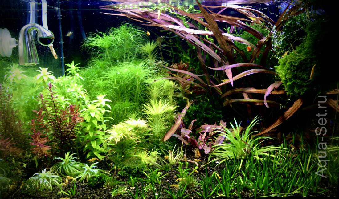 Продажа аквариумных растений (akvarium_armavir)