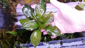 Эхинодорус опакус from Uruguay 'round leaf'