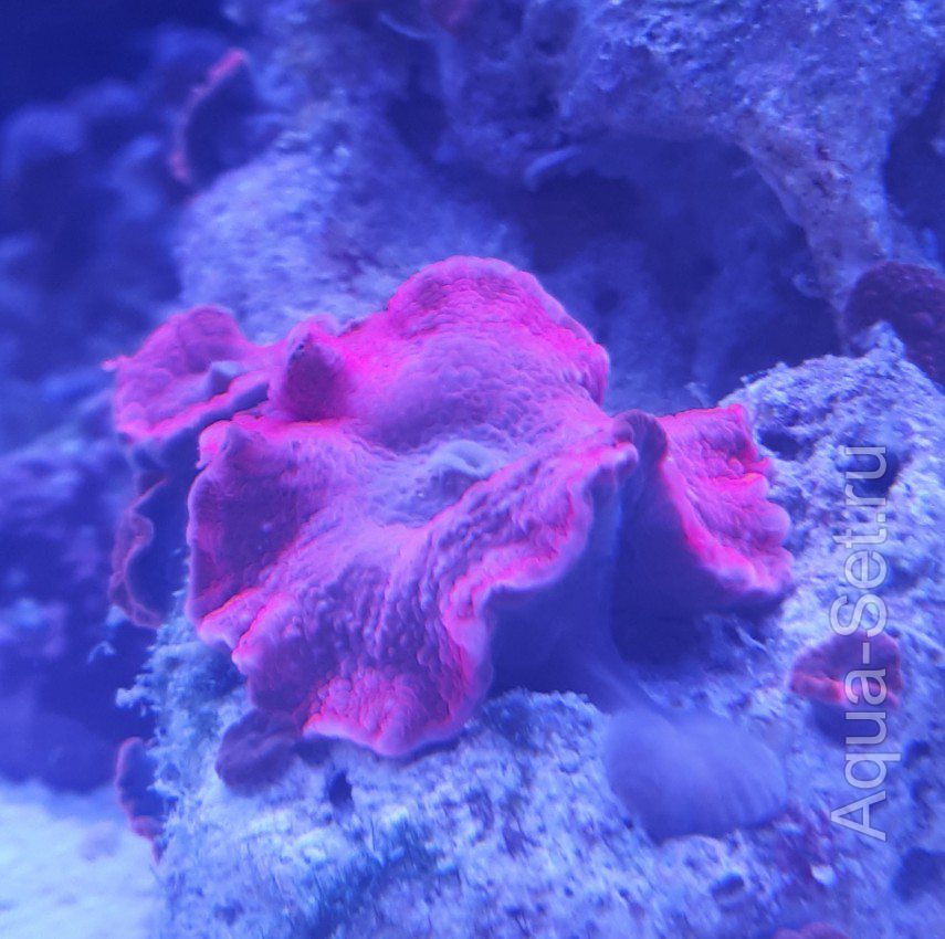Кораллы, рыба, ЖК, течение, светильник 6*24wt
