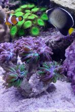 Кораллы, рыба, ЖК, течение, светильник 6*24wt