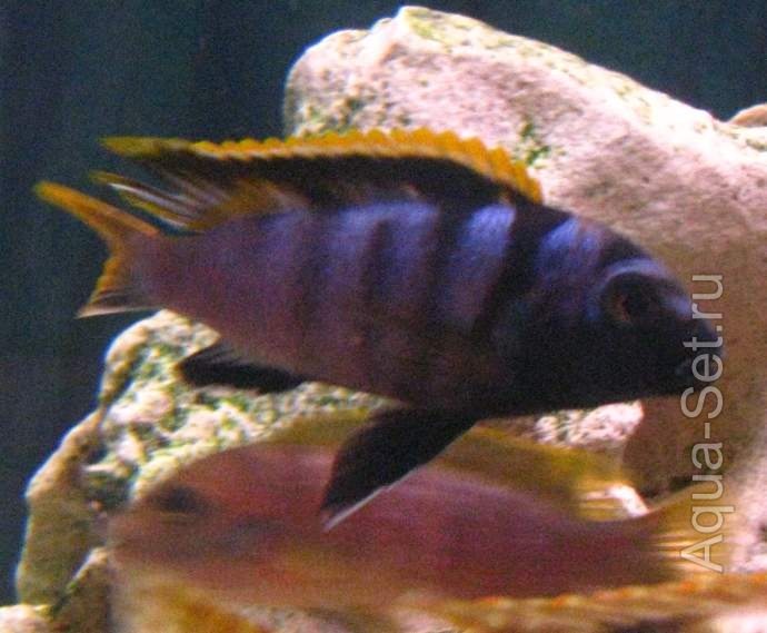малави мбуна  Labidochromis spec.'Mbamba'
