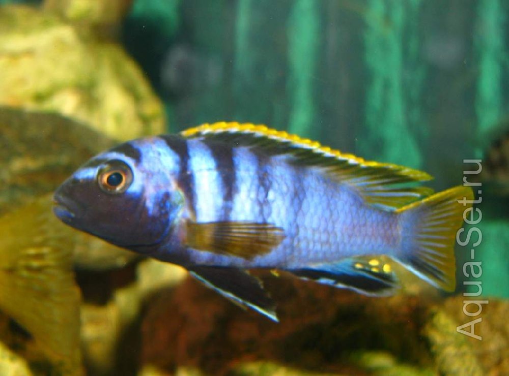 малави мбуна  Labidochromis spec.'Mbamba'