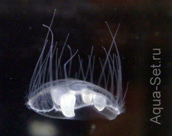Медуза пресноводная Craspedacusta sowerbyi