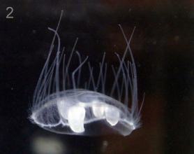 Медуза пресноводная Craspedacusta sowerbyi
